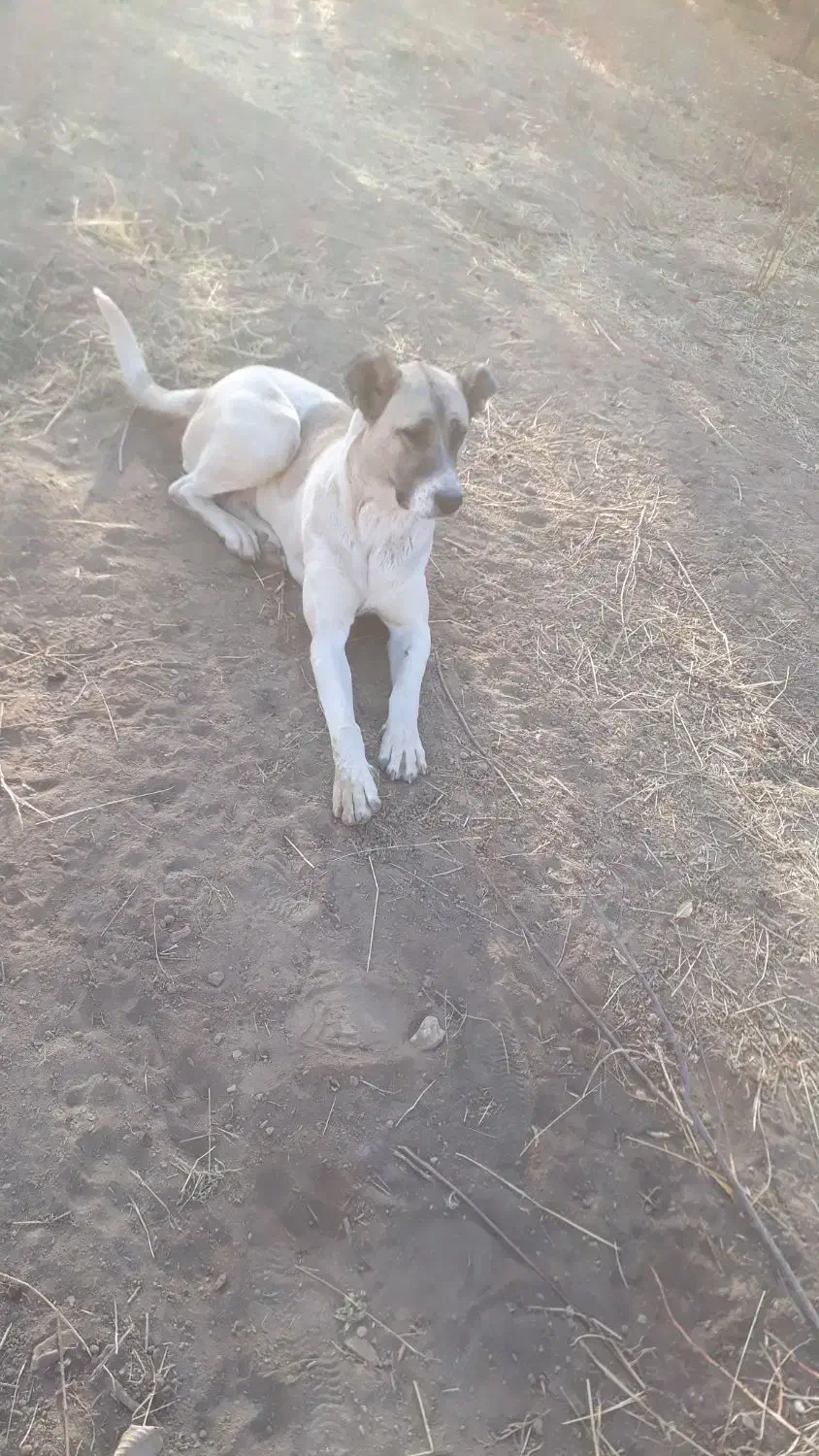 سگ ماده سرابی|سگ|ملایر, |دیوار