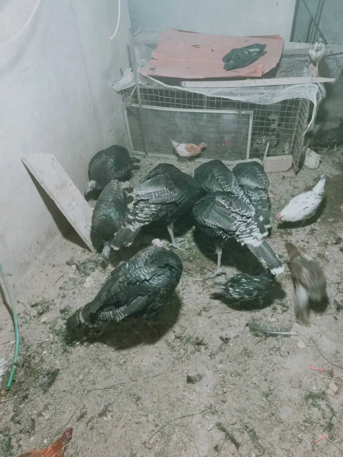 ۱۱بوقلمون ۸نروسه ماده ۵تا۷ کیلو|حیوانات مزرعه|خرم بید, |دیوار