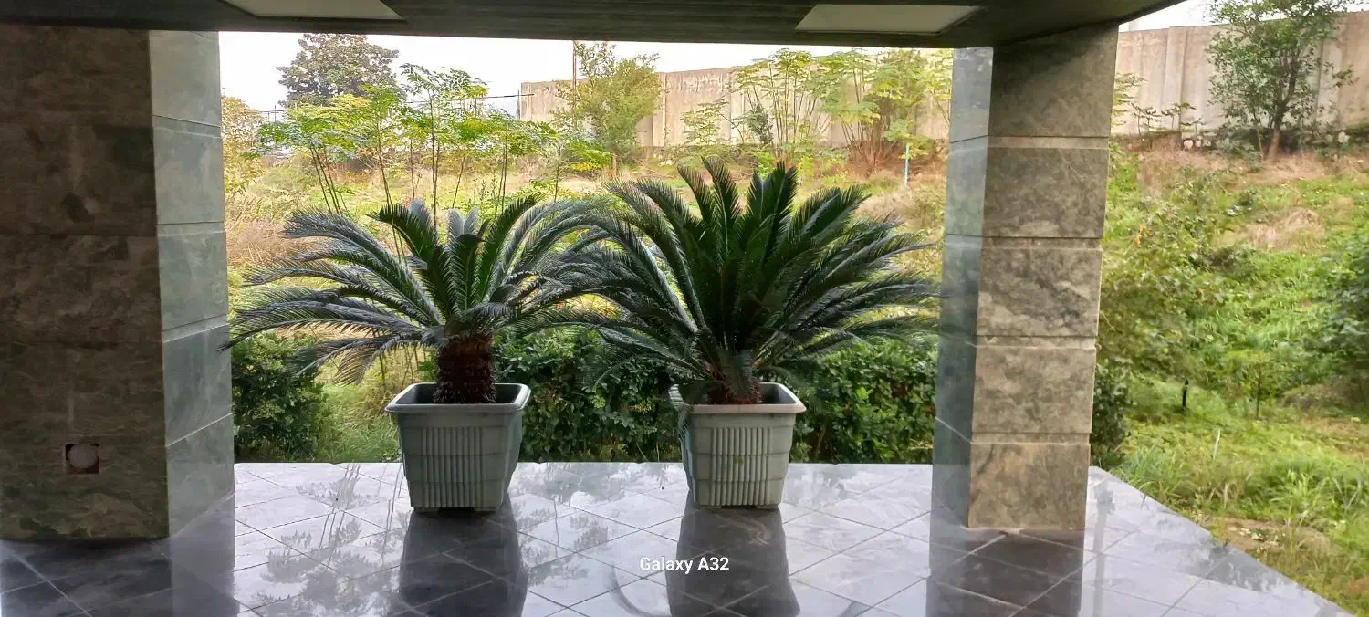 سیکاس ۱۰ساله|گل و گیاه طبیعی|نوشهر, |دیوار