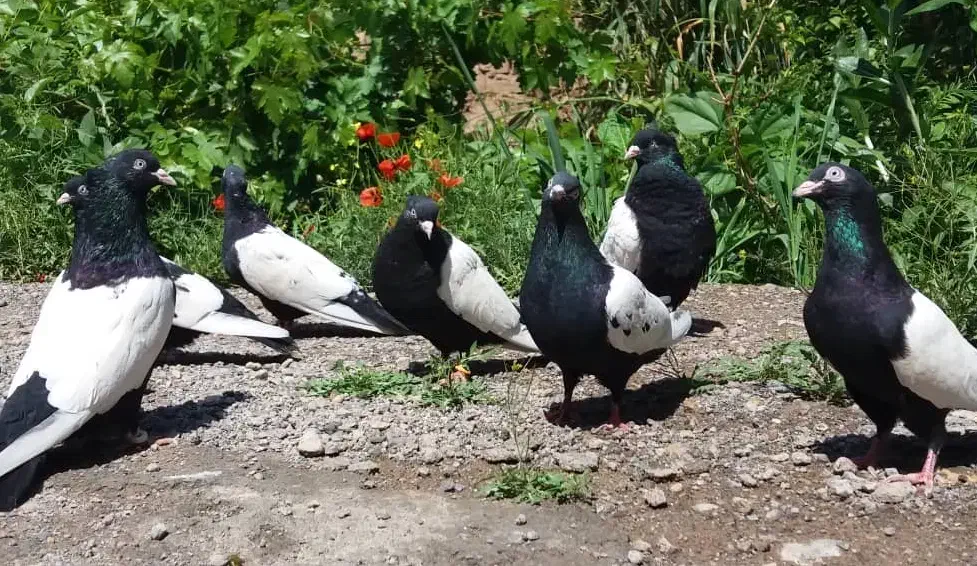 کبوتر سینه سیاه و کله ای مولد به شرط|پرنده|تهران, کیانشهر|دیوار