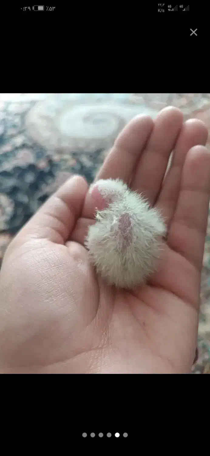 عروس هلندی رو جوجه|پرنده|سبزوار, فرهنگیان|دیوار