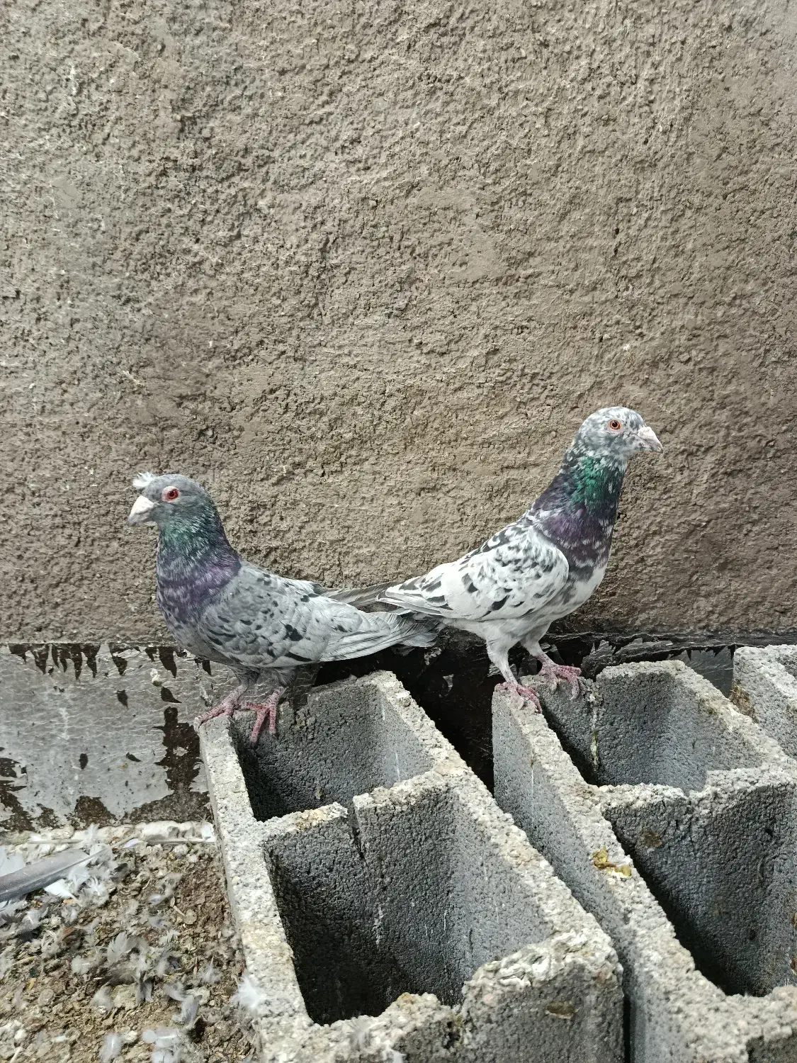 کفتر بزک با سرور|پرنده|شیراز, کوزه گری|دیوار