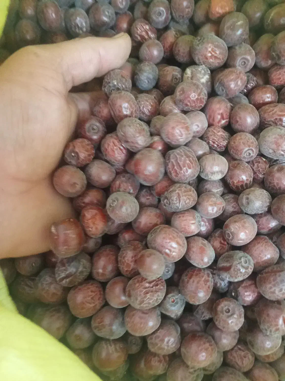 عناب جگری امسالی وزرشک پفکی امسالی|خوردنی و آشامیدنی|بجستان, |دیوار