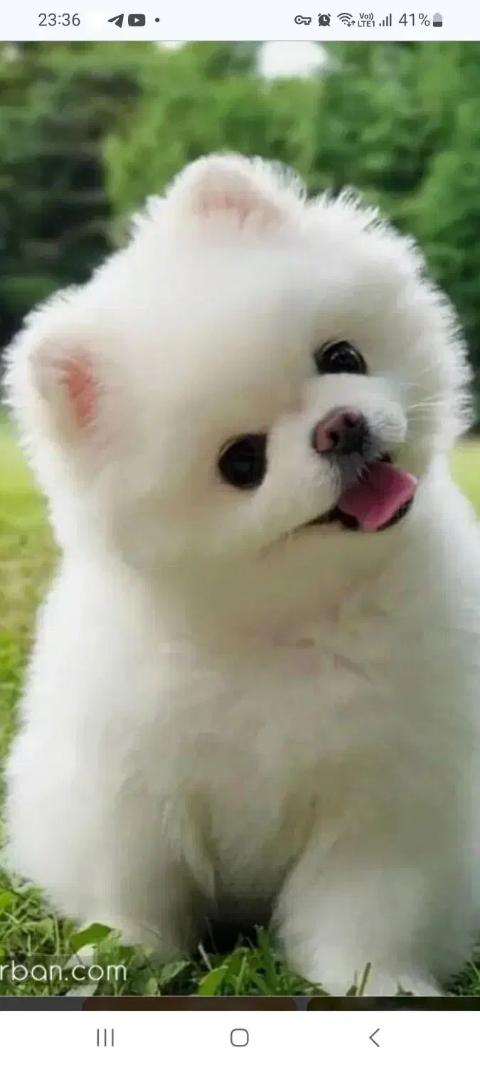 اموزش سگهای خانگی در پردیس|خدمات آموزشی|پردیس, فاز ۲|دیوار