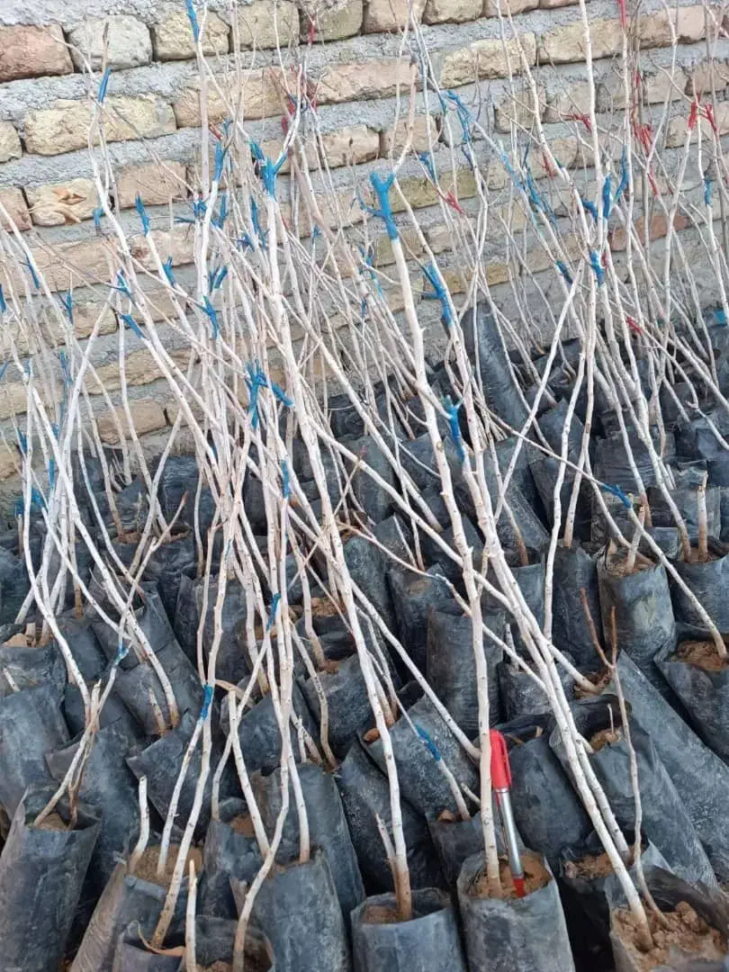 نهال های پربار با تنوع بالا با شهر نهال|خدمات باغبانی و درختکاری|مریوان, |دیوار