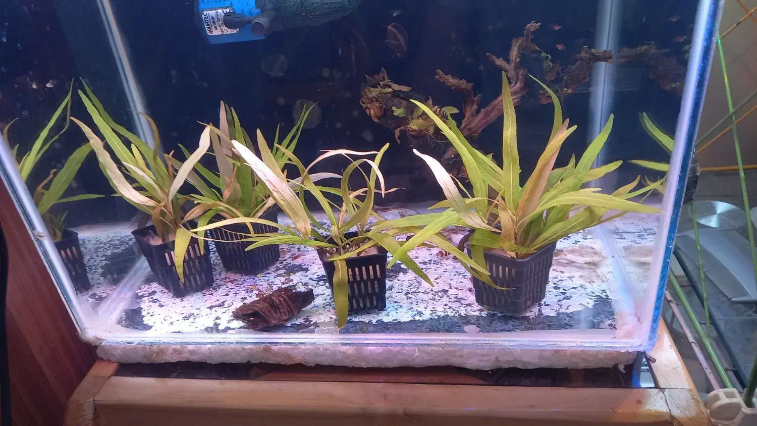 گیاه طبیعی بدونco2 کم توقع قابل کاشت در شن عادی|ماهی|ملایر, |دیوار