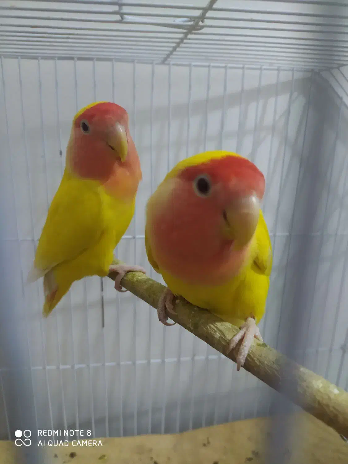 طوطی برزیلی مولد|پرنده|دهدشت, |دیوار