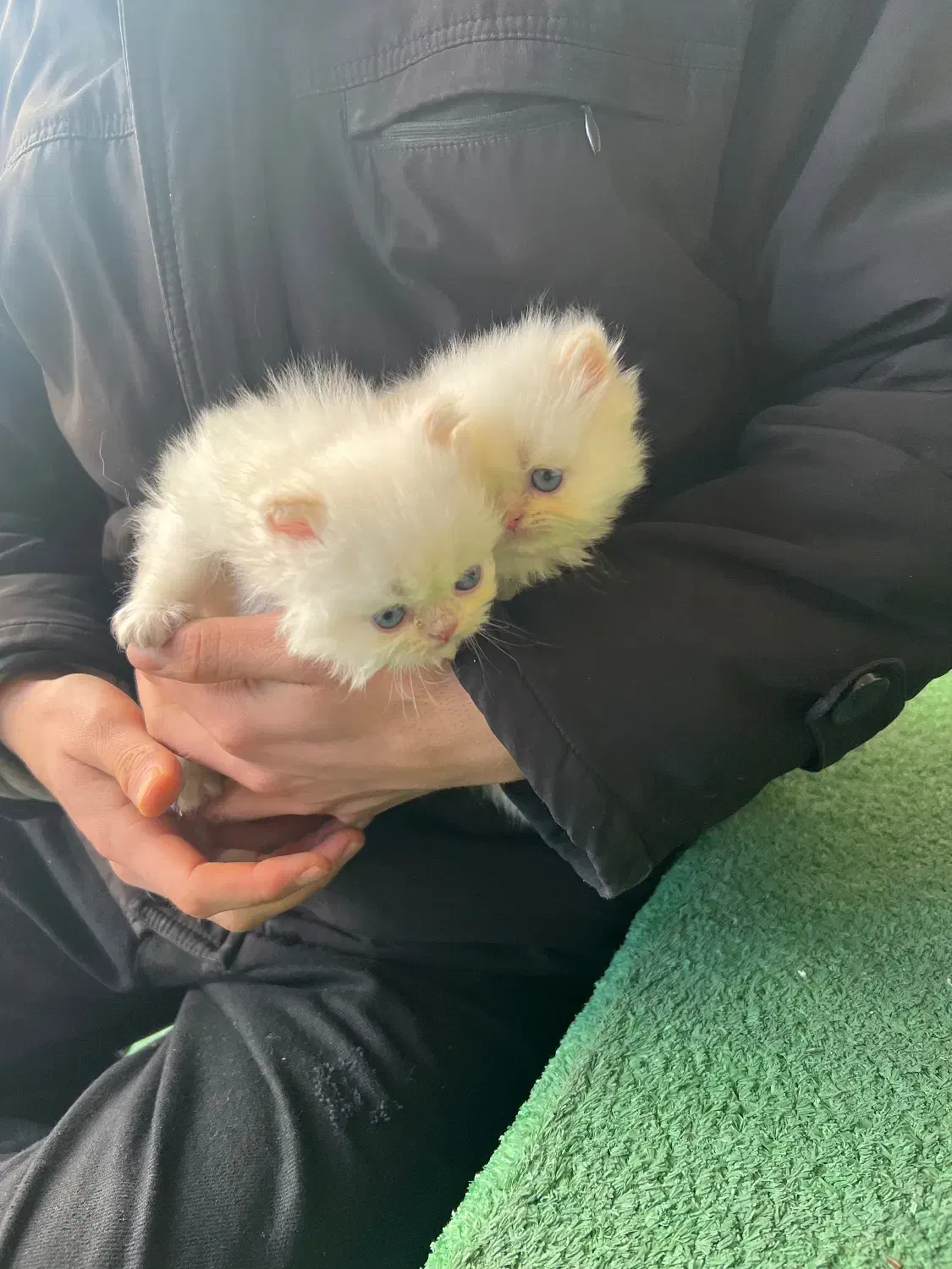 گربه پرشین|گربه|شیراز, آزادی|دیوار