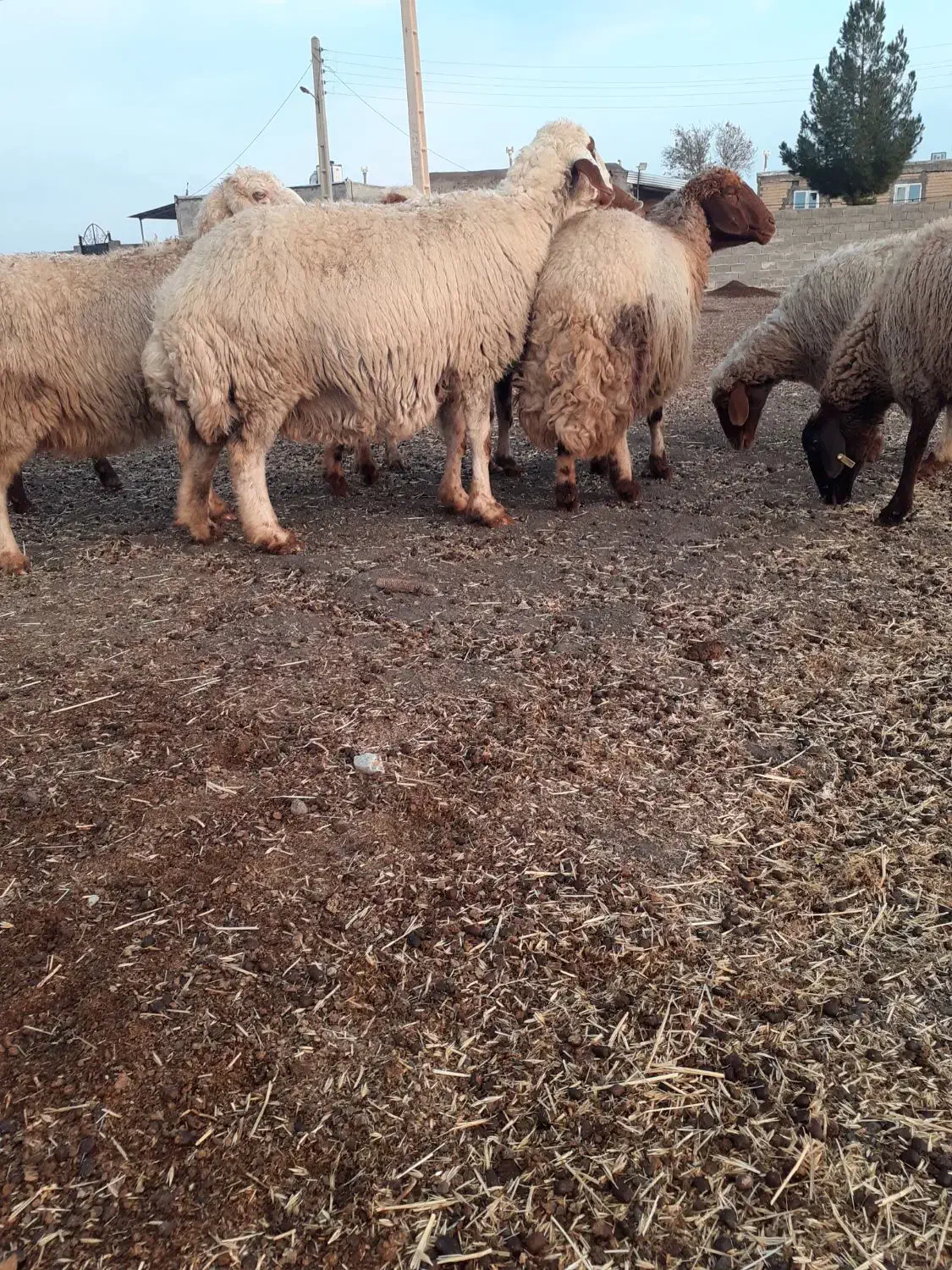 گوسفند سنجابی آبستن مایه کرده|حیوانات مزرعه|کرمانشاه, |دیوار