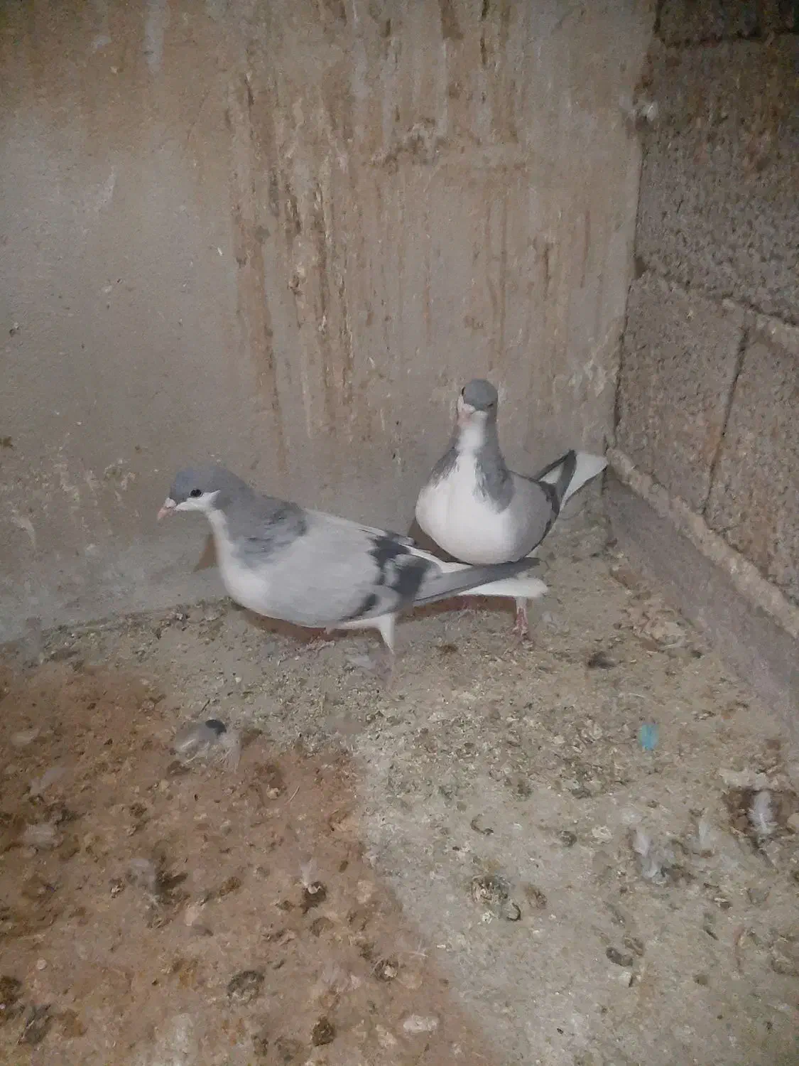 کبوتر بدرنگ|پرنده|قزوین, |دیوار