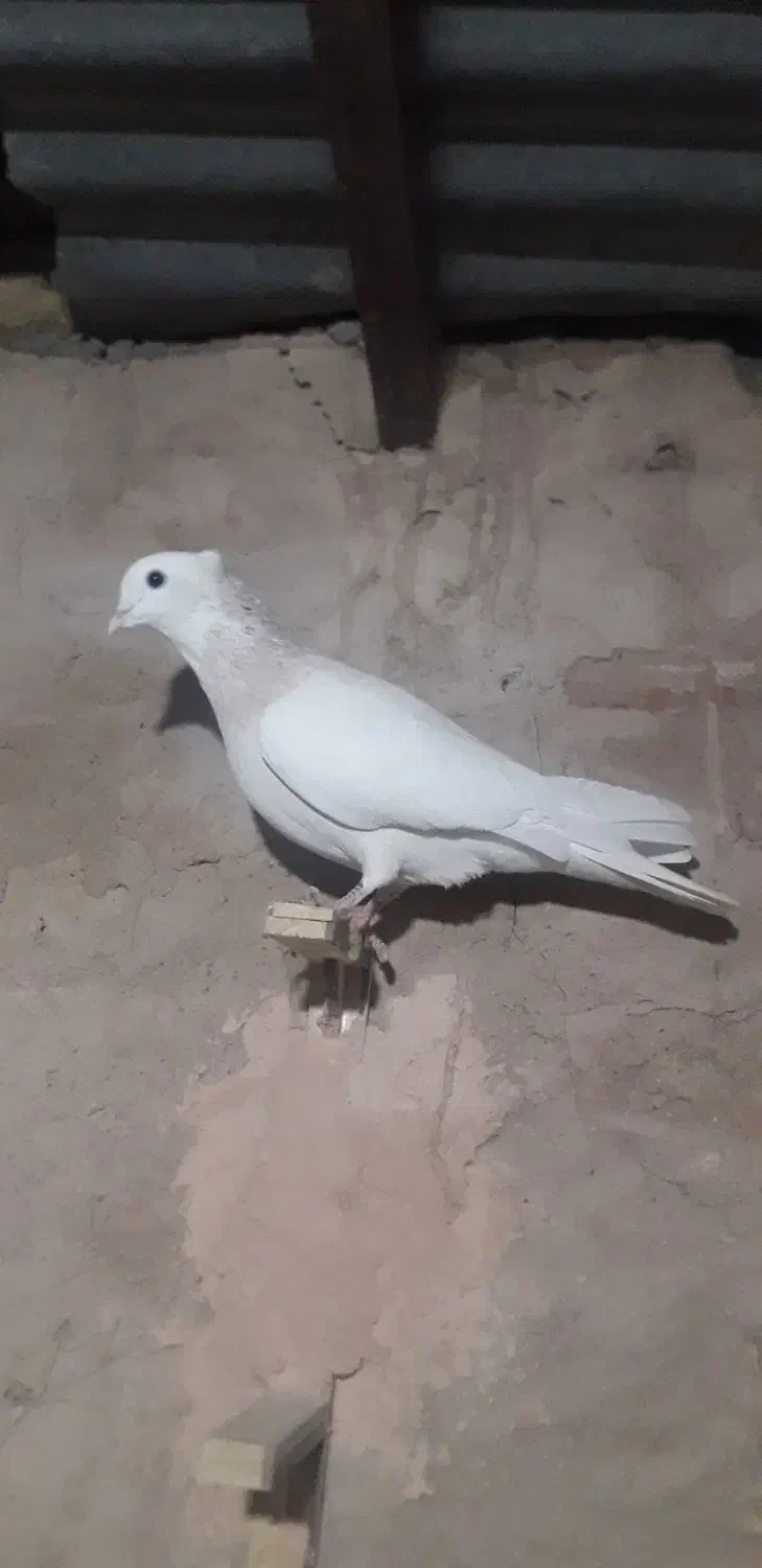 کفتر|پرنده|سبزوار, شرق کال عیدگاه|دیوار