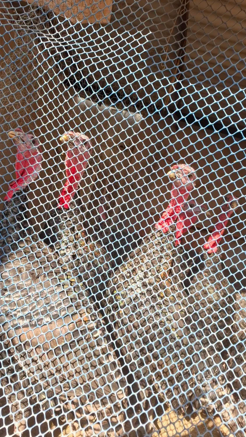 فروش بوقلمون نر|حیوانات مزرعه|اردبیل, |دیوار