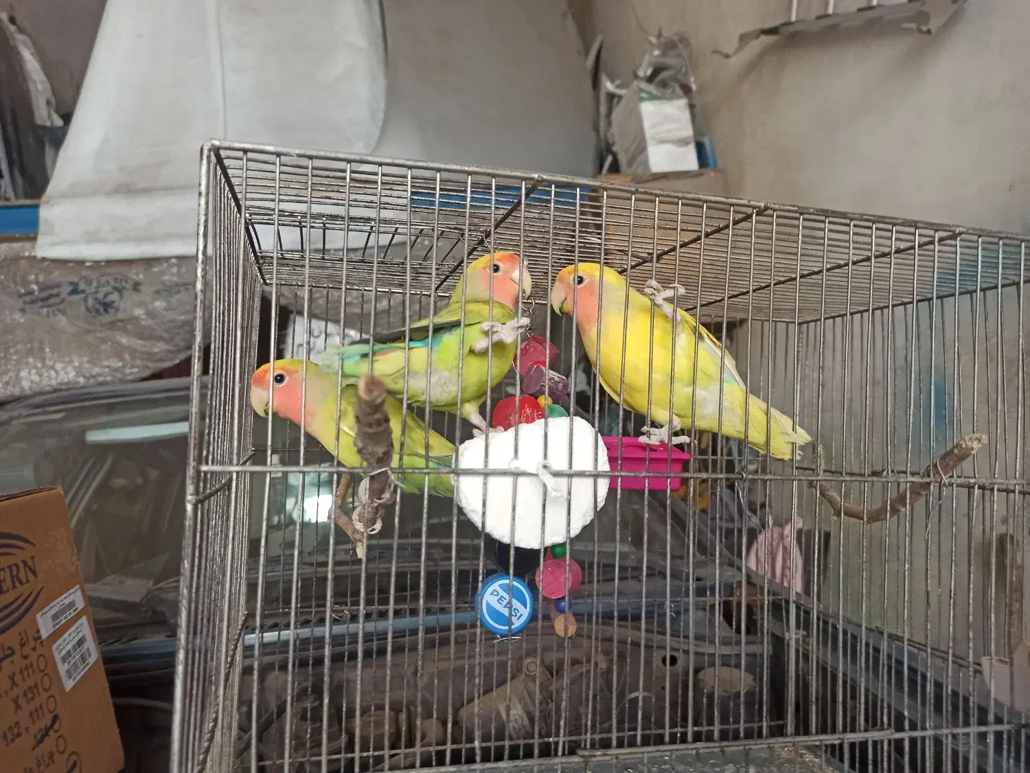 طوطی برزیلی|پرنده|اقبالیه, |دیوار