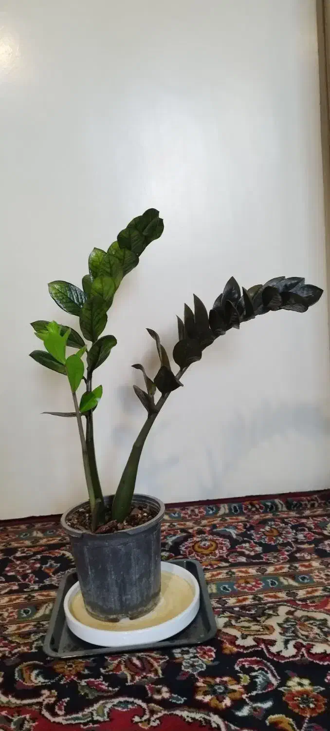 فروش گلهای آپارتمانی زاموفلیا|گل و گیاه طبیعی|تهران, دژکام|دیوار