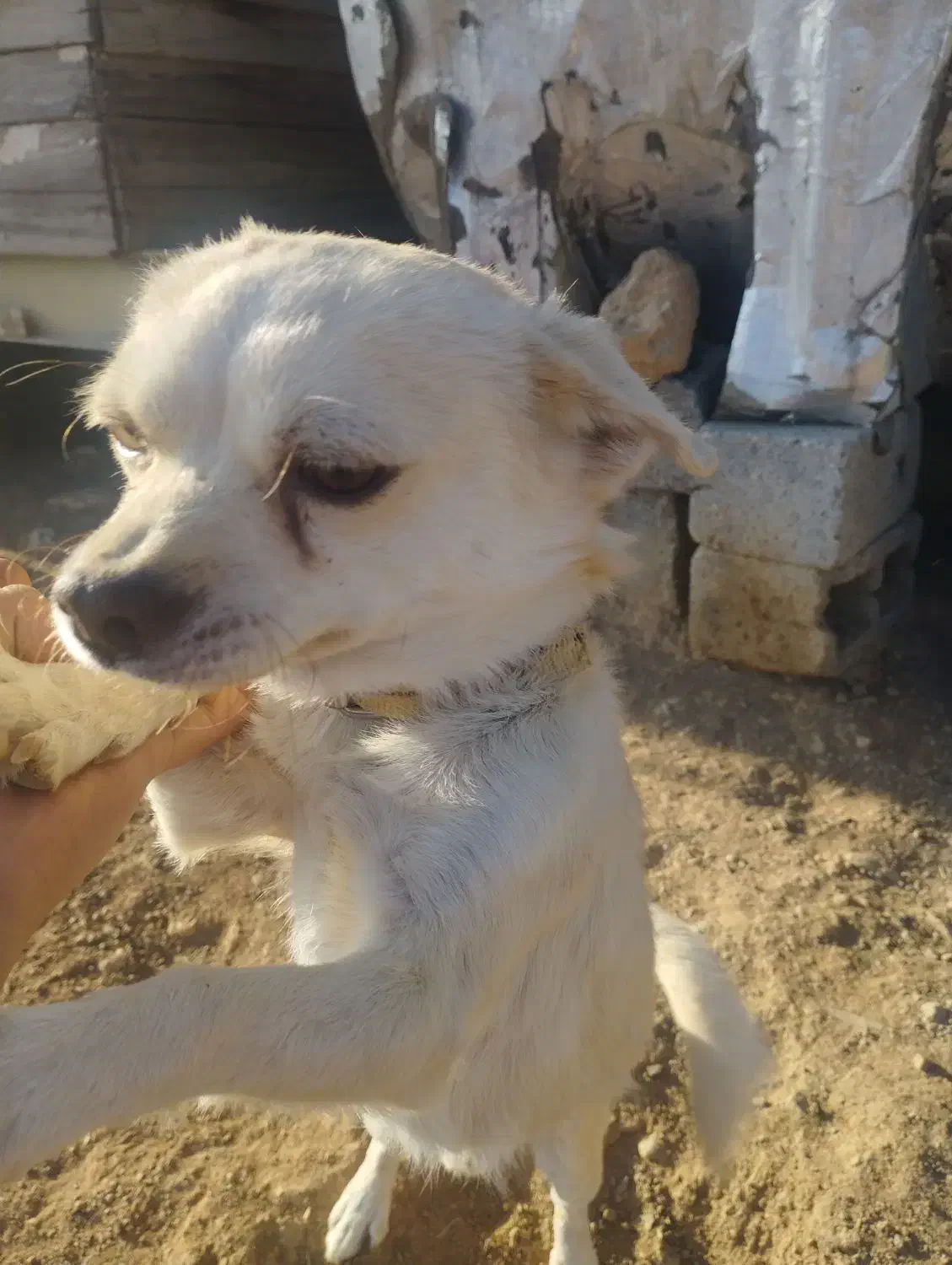 واگذاری سگ پاپی|سگ|باغ بهادران, |دیوار