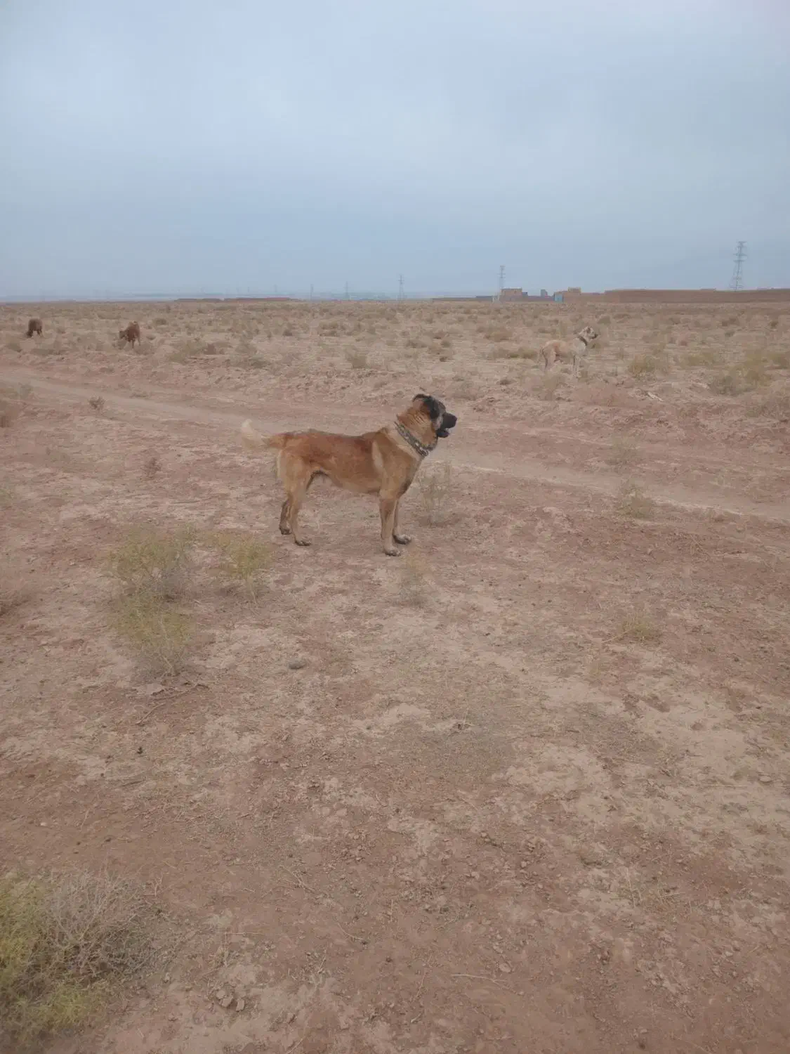 سگ گله|سگ|پائین جام, |دیوار