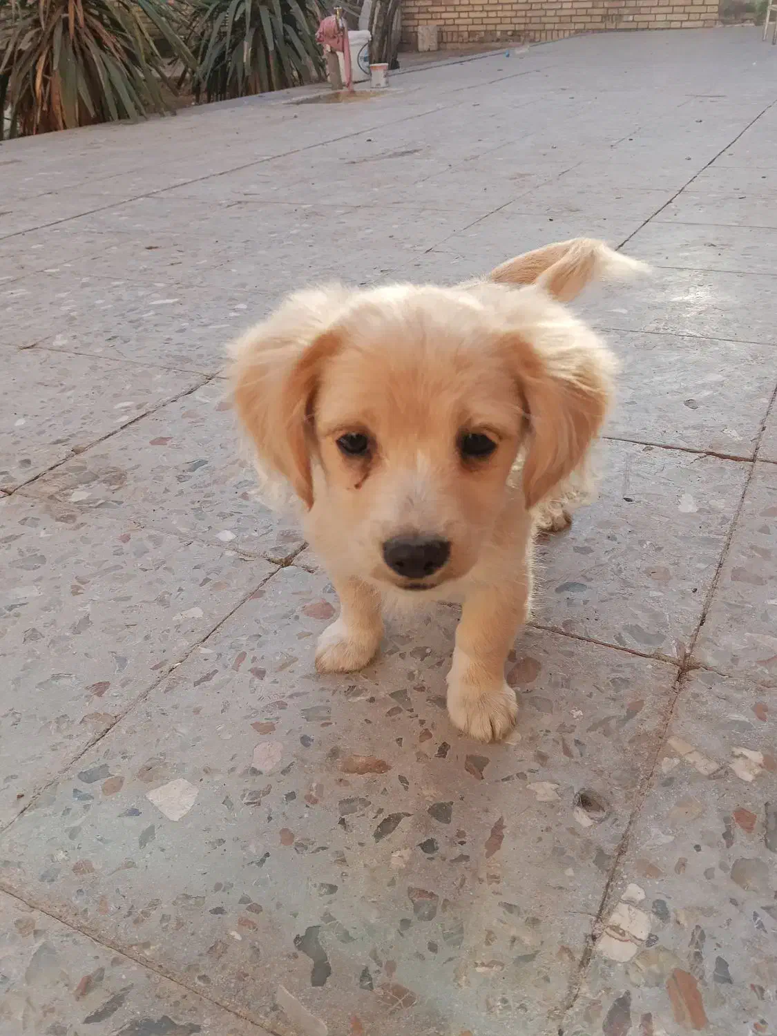 کوچلو دوست داشتنی معاوضه با پرنده|سگ|کرمان, |دیوار