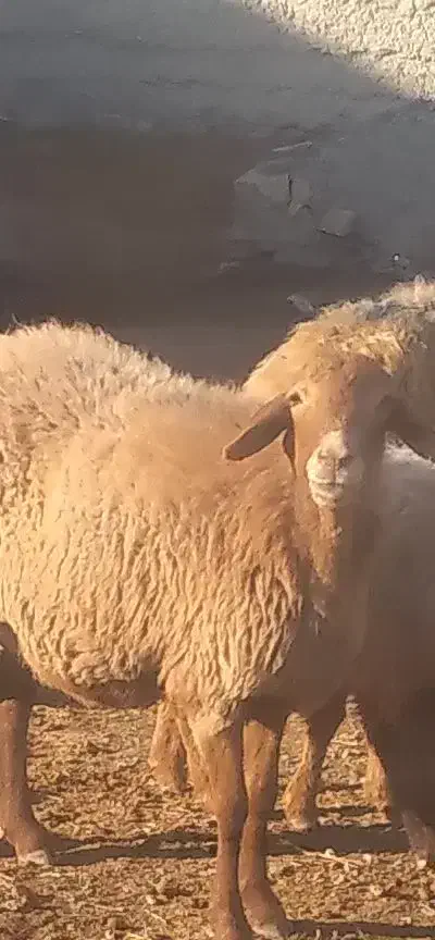 میش فروشی|حیوانات مزرعه|مانه, |دیوار