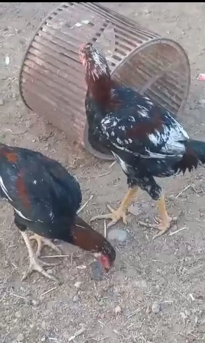 خروس لاری|حیوانات مزرعه|گرمسار, |دیوار