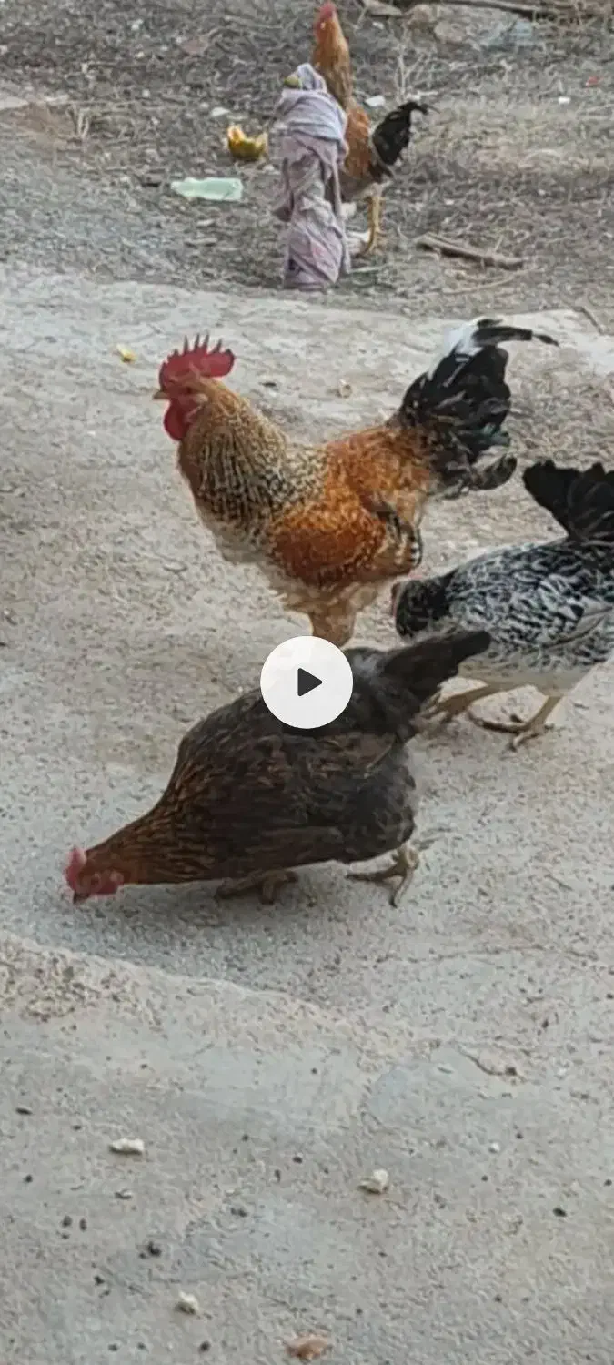 خروس|حیوانات مزرعه|فاروج, |دیوار