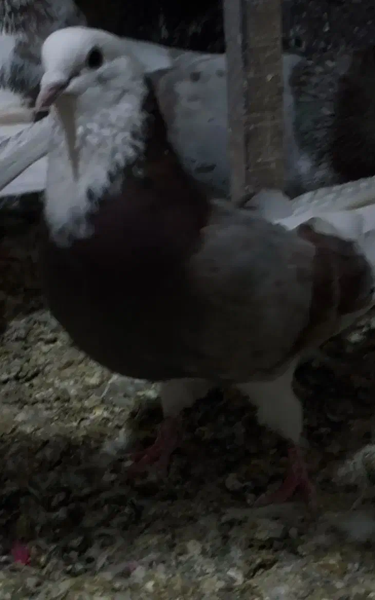 دو عدد کبوتر پرشی|پرنده|نقده, |دیوار