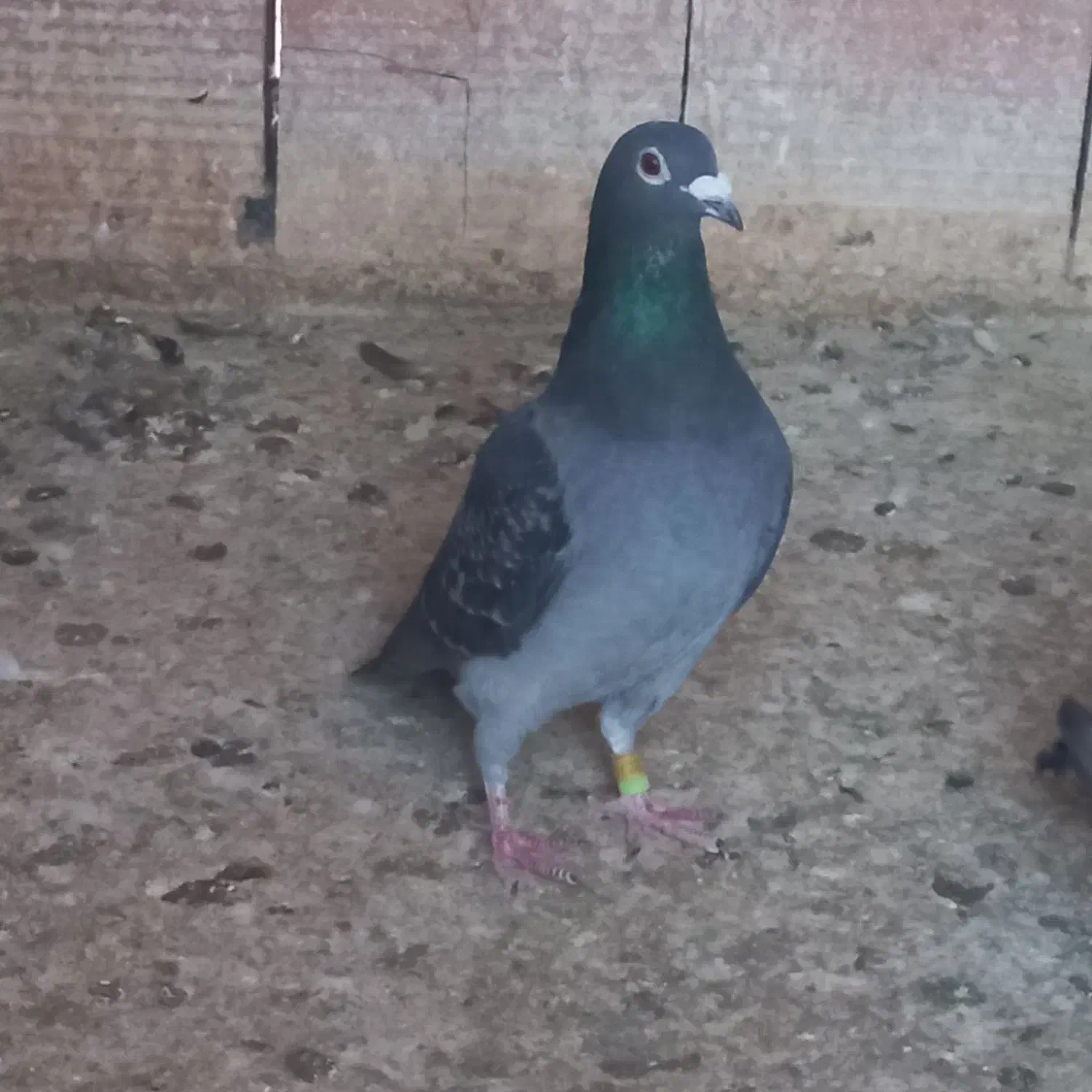 چاپی دوبال|پرنده|گنبد کاووس, |دیوار