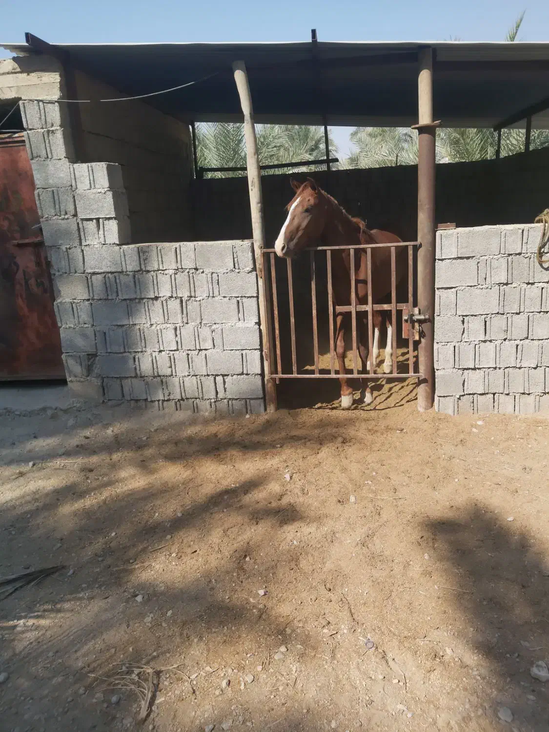 اسب|اسب و تجهیزات اسبسواری|بوشهر, |دیوار