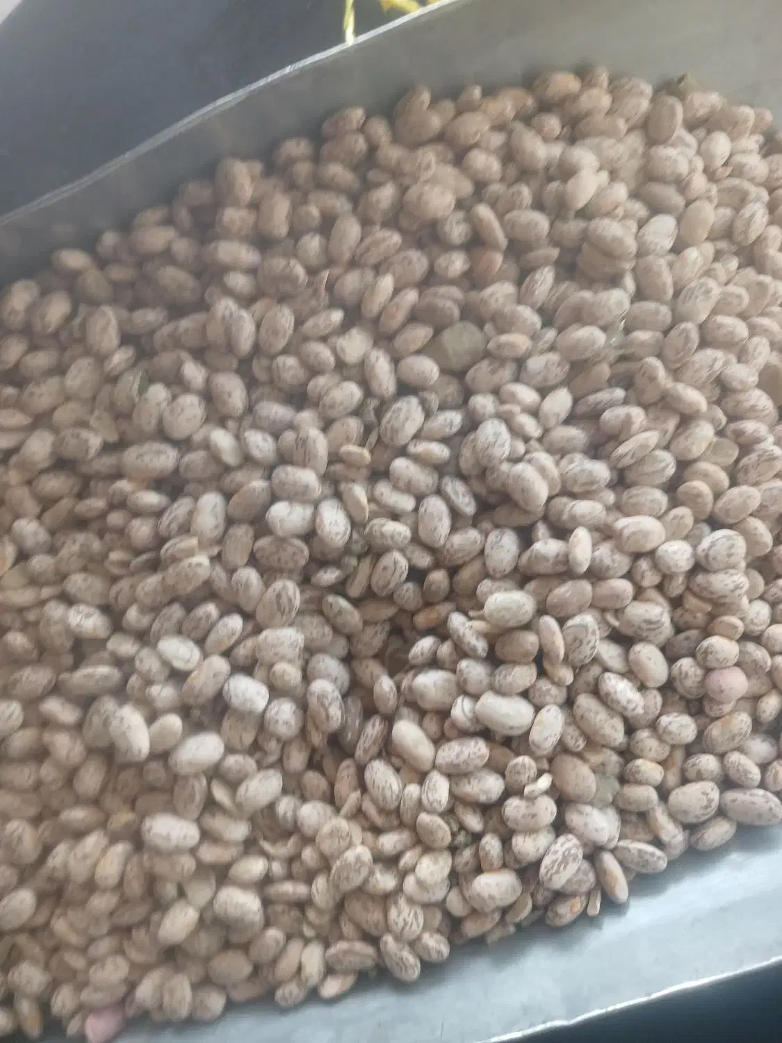 لوبیا چتی خوش پخت معمولان|عمده‌فروشی|معمولان, |دیوار