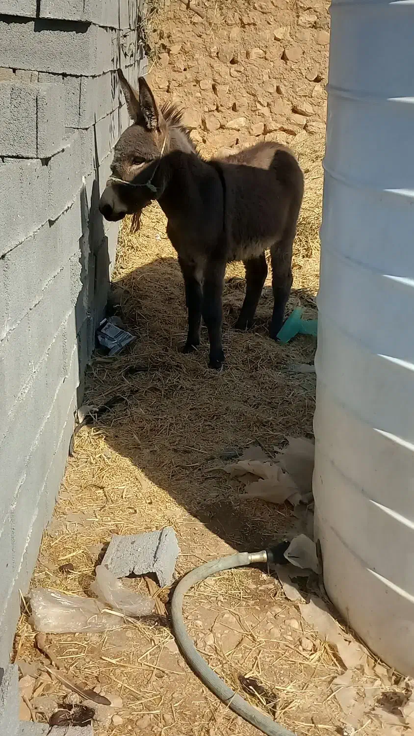 الاغ|حیوانات مزرعه|شیراز, داریون|دیوار