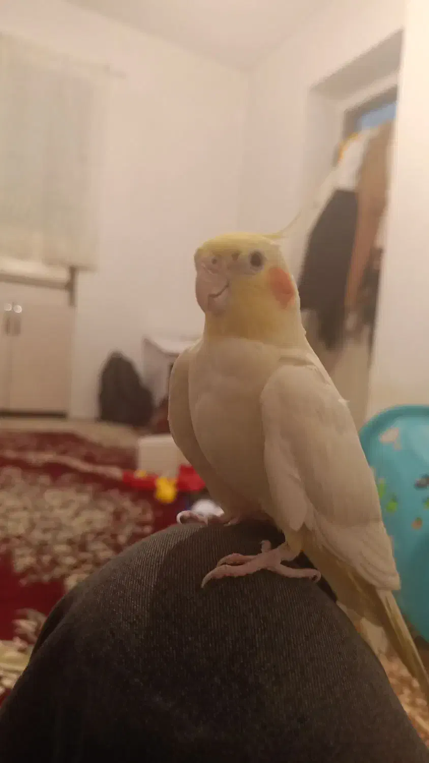 عروس هلندی ماده بالغ|پرنده|مهاباد (آذربایجان غربی), |دیوار