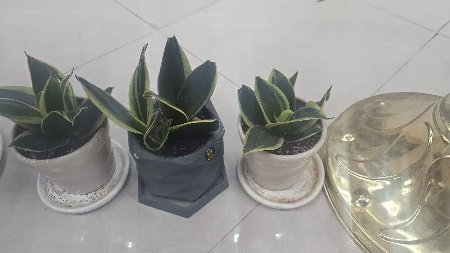 فروش گل|گل و گیاه طبیعی|گلپایگان, |دیوار