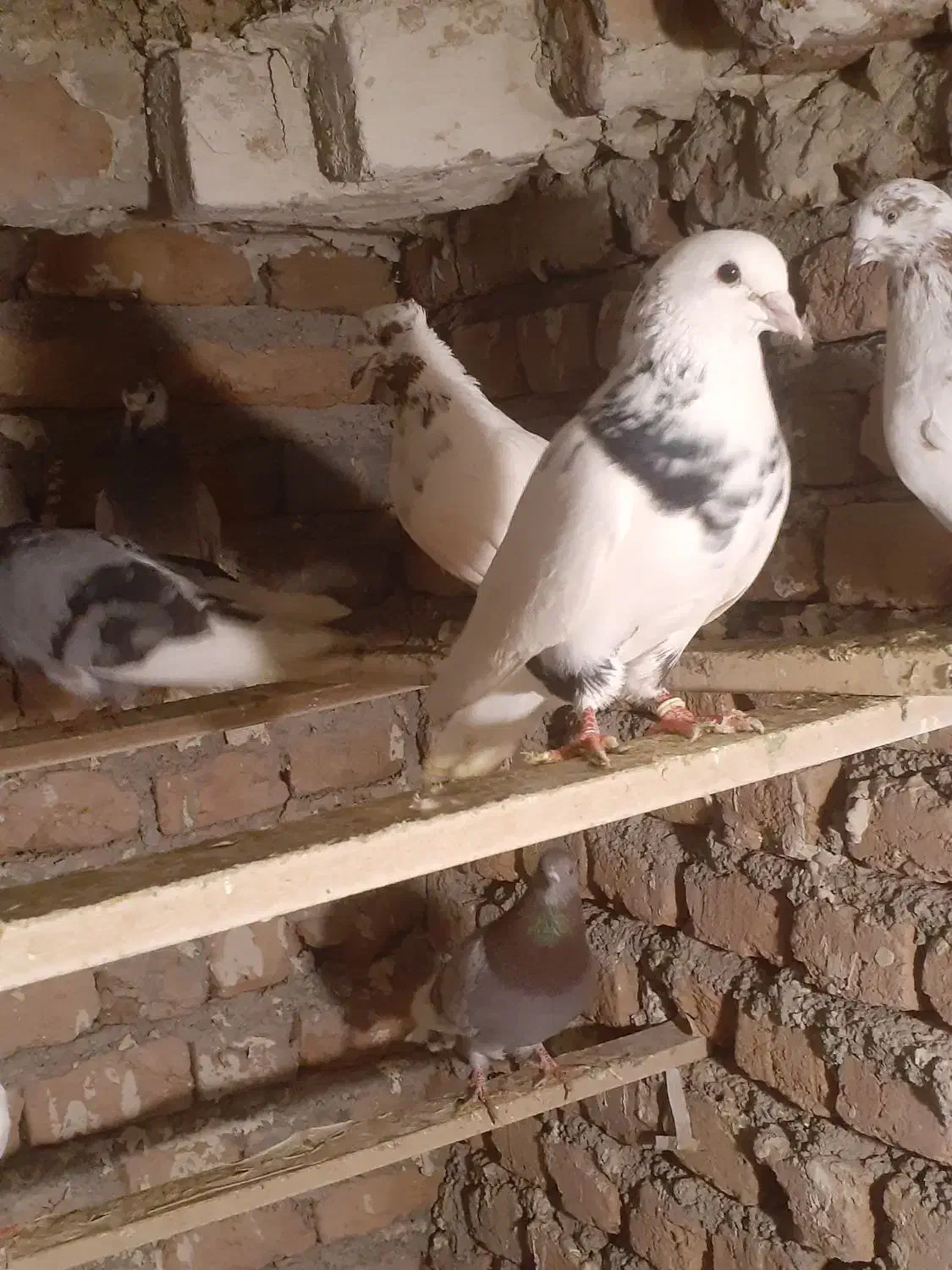 پرشی|پرنده|سلماس, |دیوار