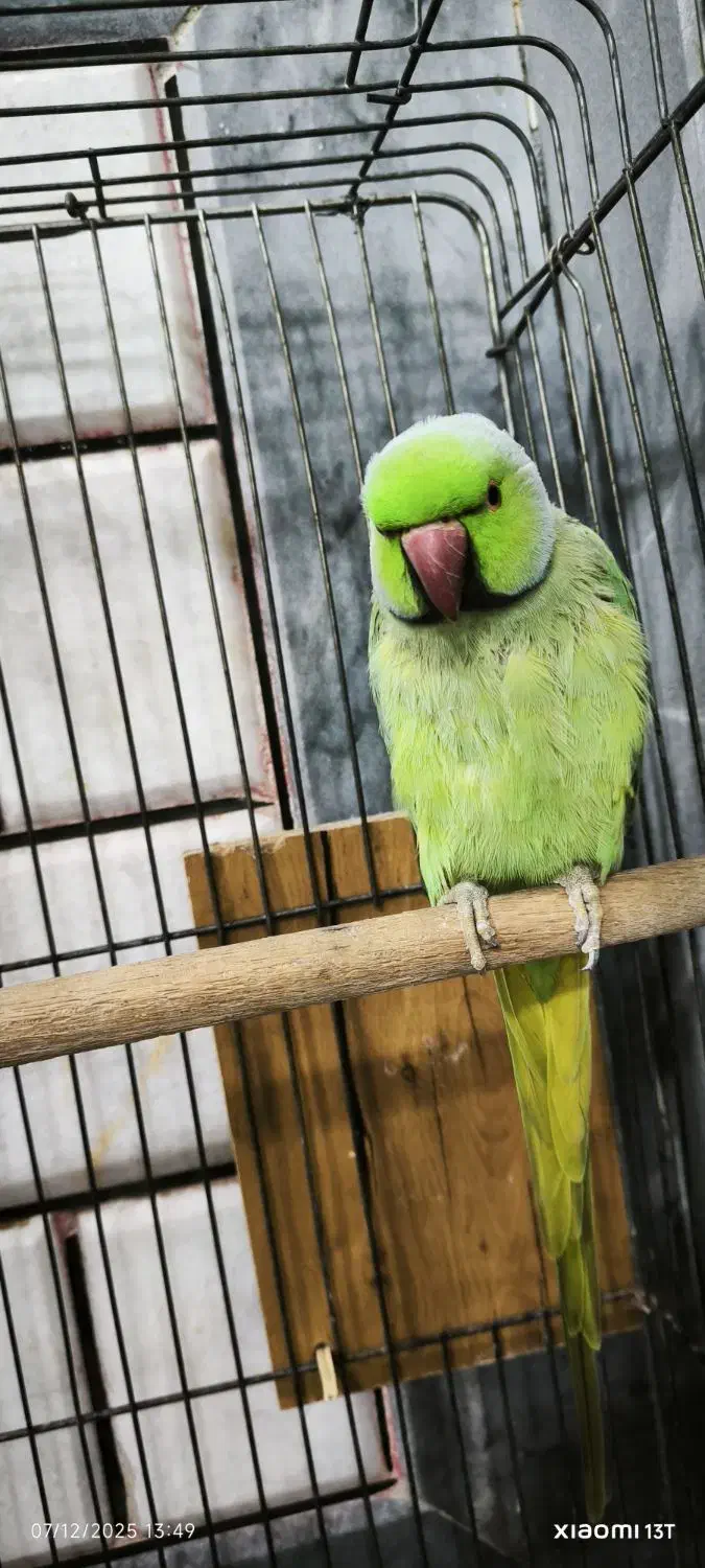 طوطی|پرنده|علیآباد کتول, |دیوار