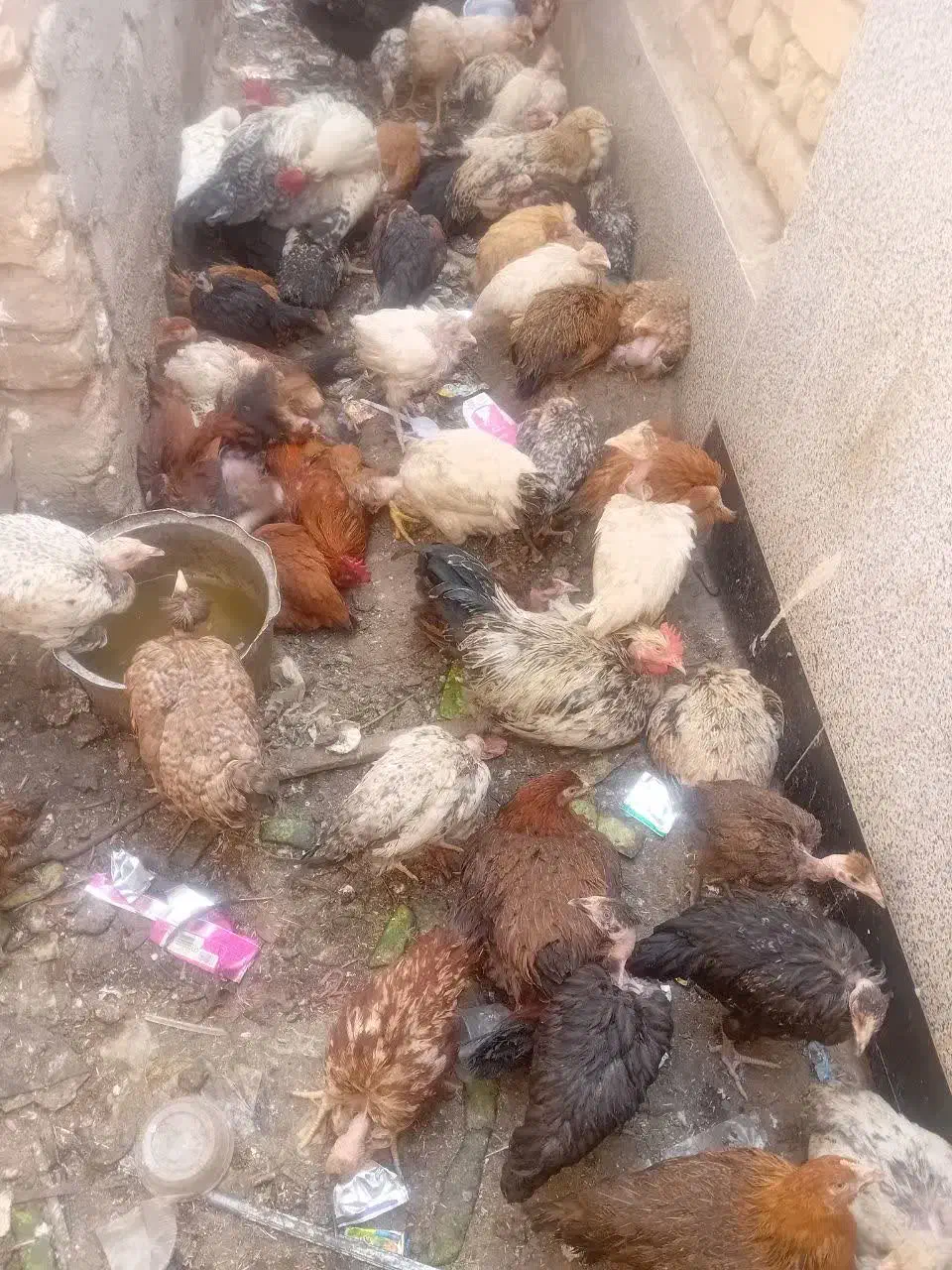 مرغ خروس رسمی گردن لختی  قیمت مناسب|حیوانات مزرعه|قم, یزدان‌شهر|دیوار