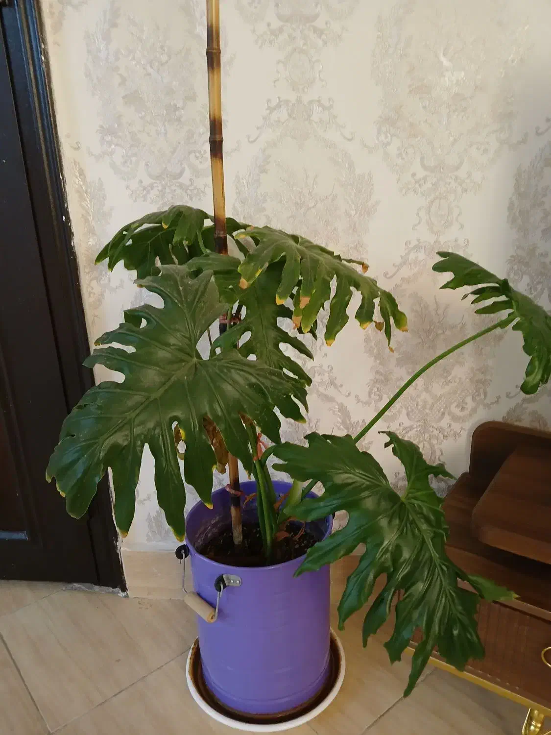 گل وگلدان|گل و گیاه طبیعی|کرج, شاهین‌ویلا|دیوار