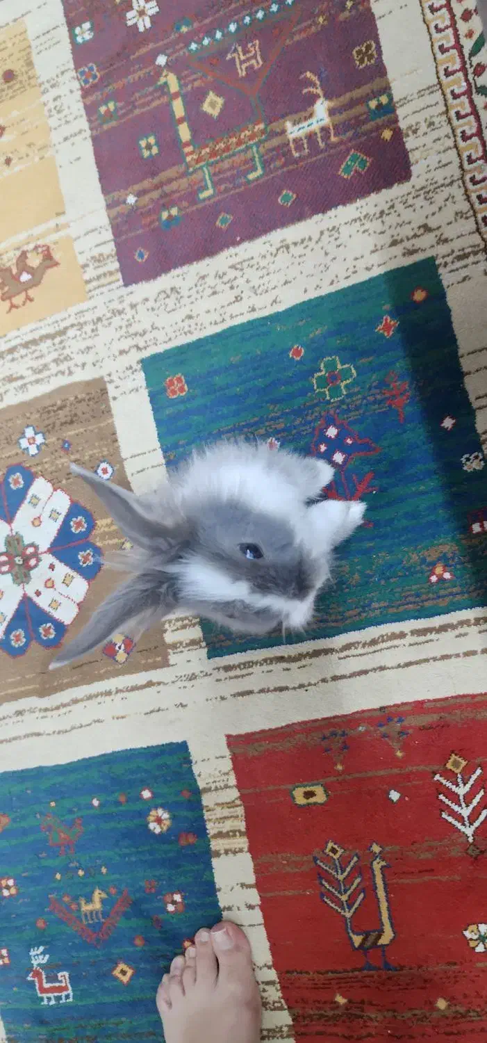 خرگوش رایگان|موش و خرگوش|فولادشهر, C3|دیوار