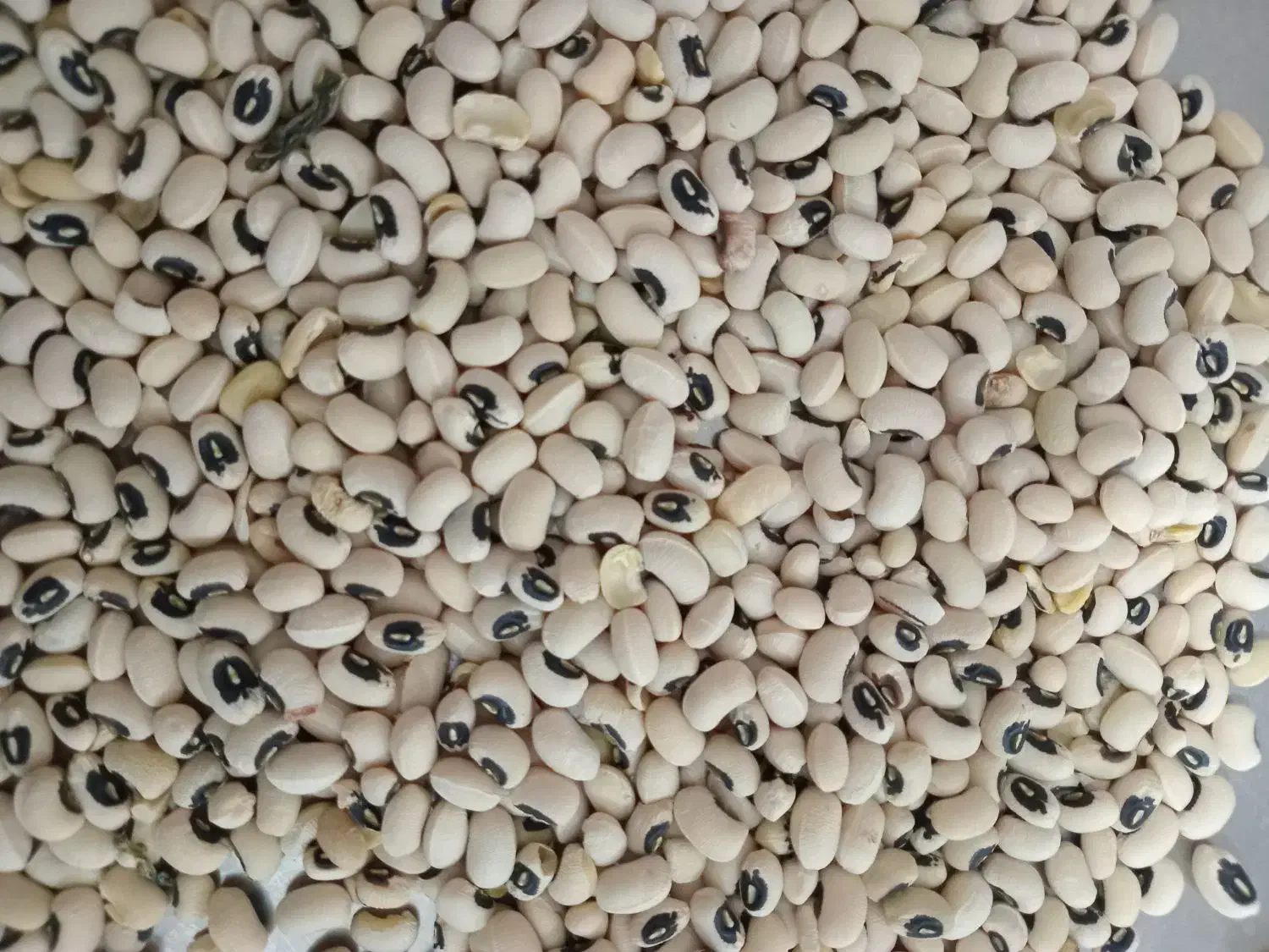 لوبیا چشم بلبلی  بصورت عمده|عمده‌فروشی|شوشتر, |دیوار