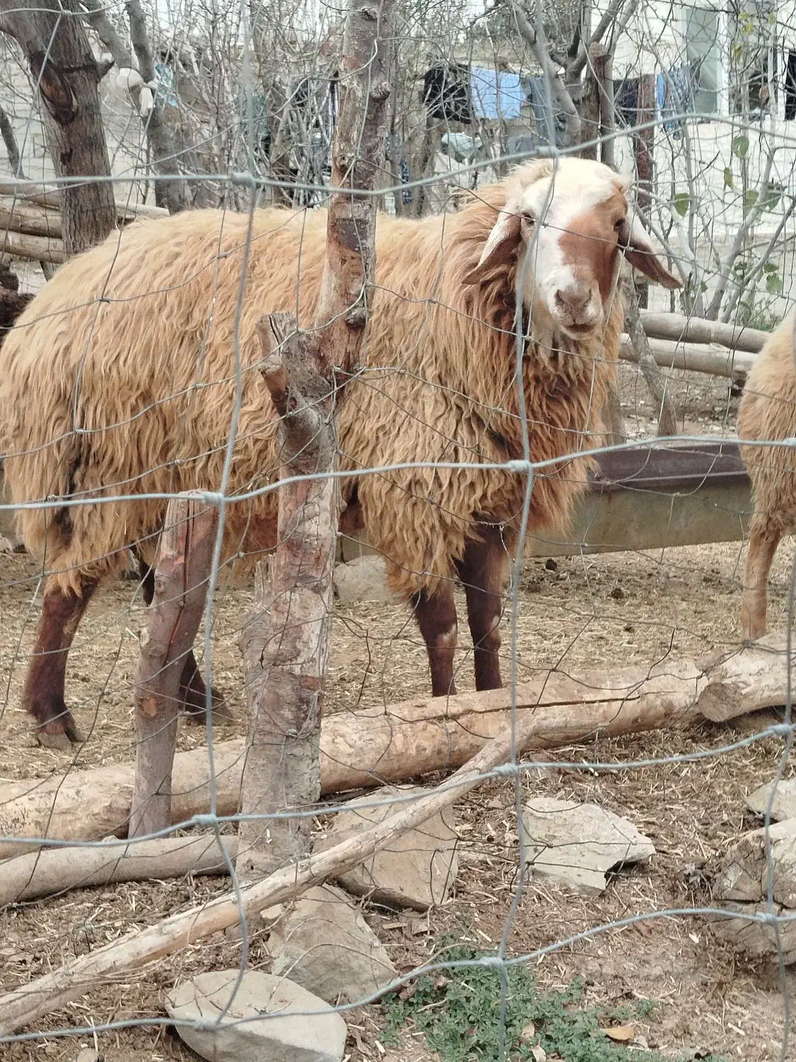 قوچ شیشک چهار دندان|حیوانات مزرعه|گرمی, |دیوار
