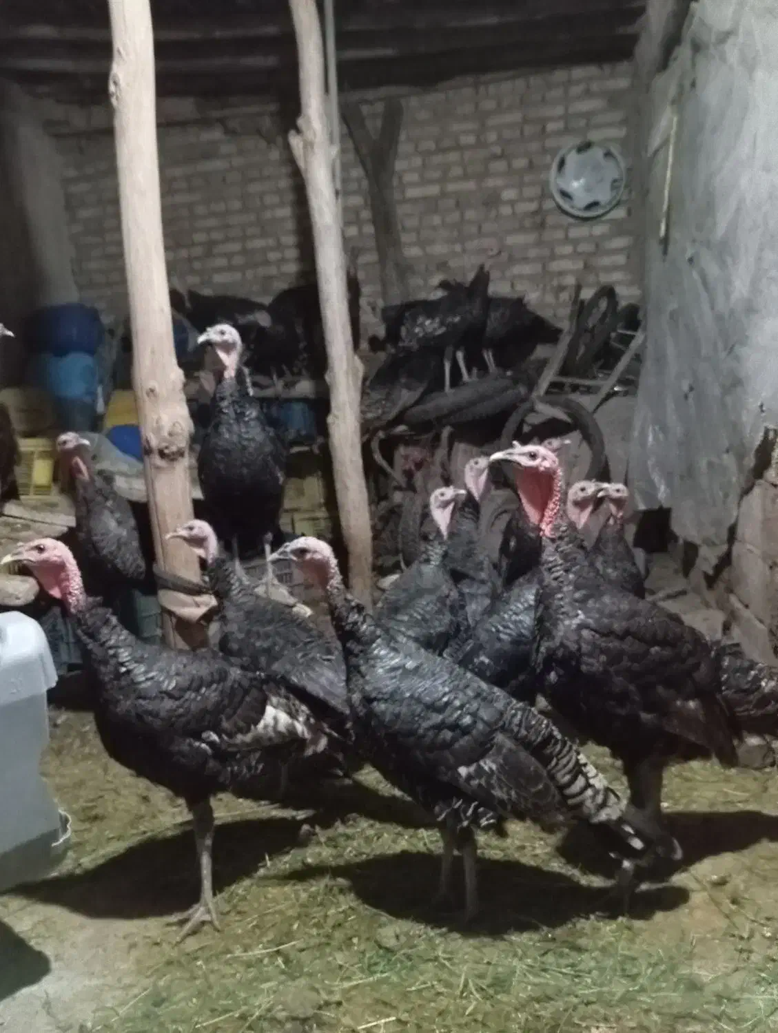 بوقلمون|حیوانات مزرعه|کشکسرای, |دیوار