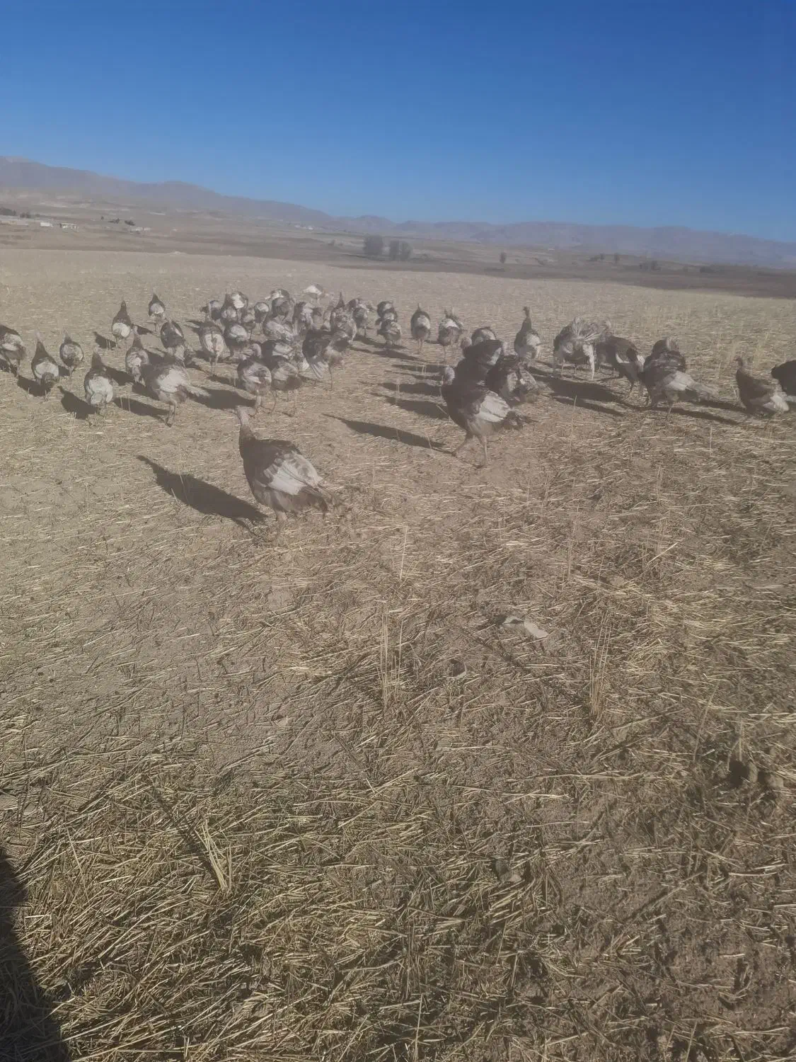 بوقلمون|حیوانات مزرعه|ماهیدشت, |دیوار