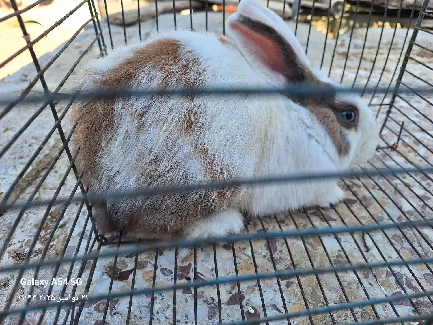 خرگوش بلو|موش و خرگوش|بوشهر, |دیوار