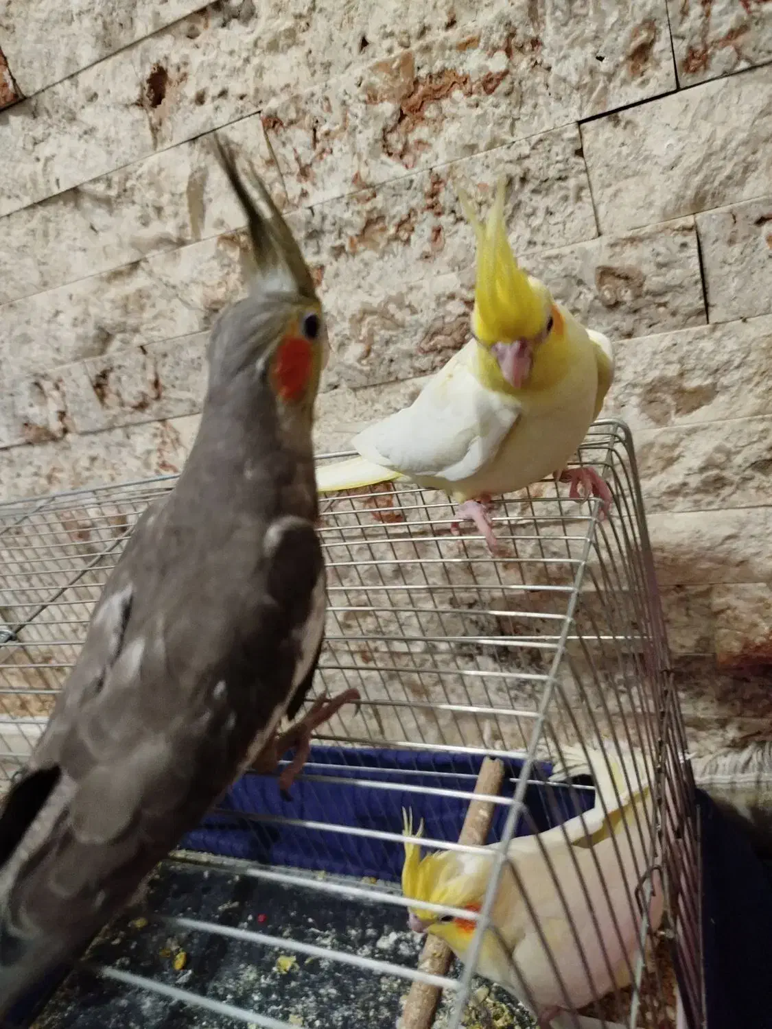 جوجه یک ماهه عروس هلندی سینامون و لوتینو|پرنده|تهران, اتابک|دیوار