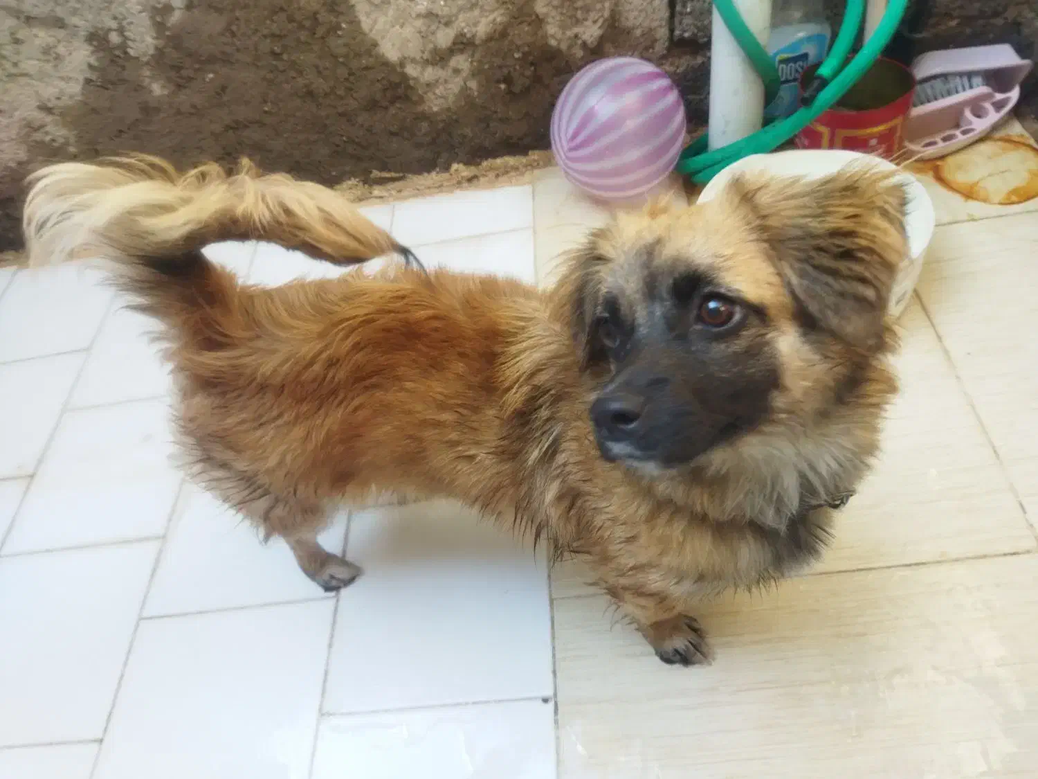 سگ پا کوتاه|سگ|سیرجان, |دیوار