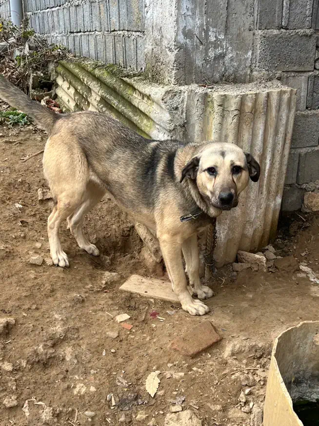 واگذاری سگ سرابی|سگ|چالوس, |دیوار