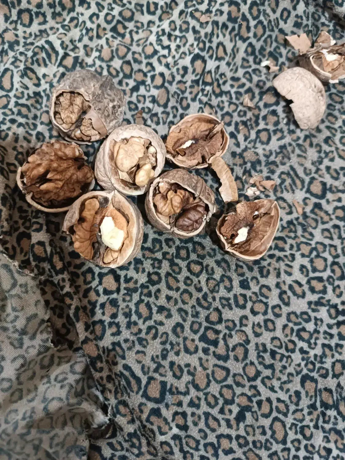 گردوی امسال چرب خوشمزه|خوردنی و آشامیدنی|سبزوار, قلعه‌نو دهزار|دیوار