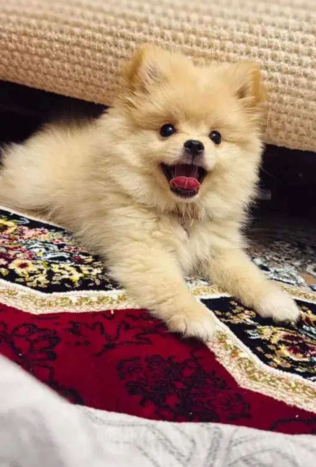 پامر عروسکی ۷ ماهه|سگ|شیراز, نشاط|دیوار