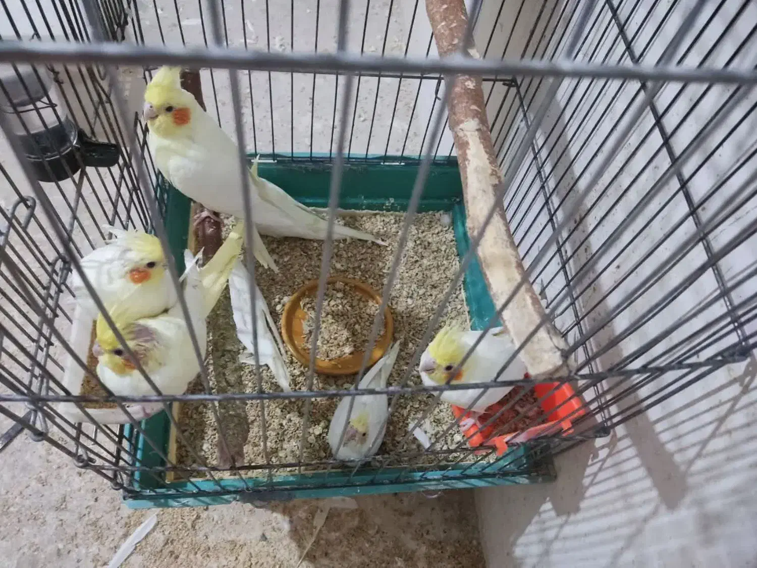 جفت طوطی عروس هلندی لوتینو با 5 تا جوجه|پرنده|قزوین, |دیوار