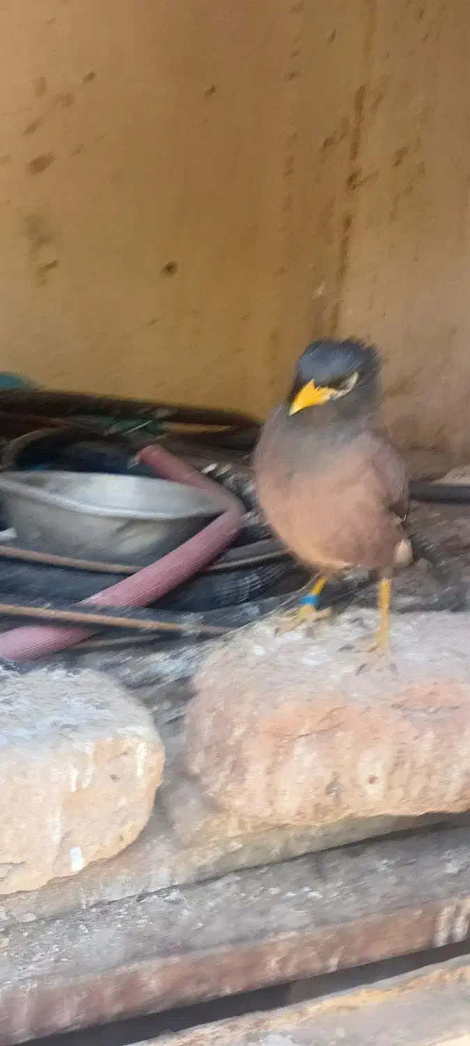 مینا|پرنده|بم, |دیوار