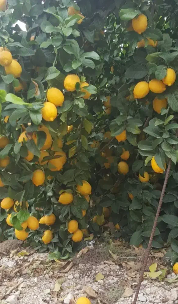 نهال نهالستان|خدمات باغبانی و درختکاری|بندرعباس, |دیوار