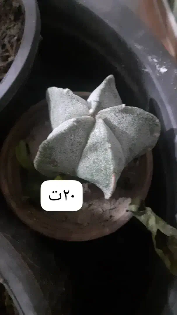 گلهای زیبا|گل و گیاه طبیعی|ارومیه, |دیوار